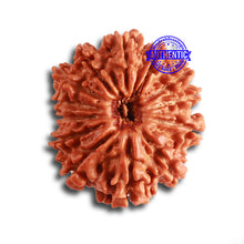 Load image into Gallery viewer, 13 Mukhi Nepalese Rudraksha - Bead No. 320