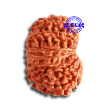 Load image into Gallery viewer, 13 Mukhi Nepalese Rudraksha - Bead No. 320