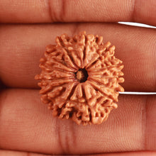 Load image into Gallery viewer, 13 Mukhi Nepalese Rudraksha - Bead No. 321