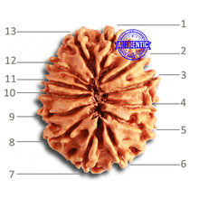 Load image into Gallery viewer, 13 Mukhi Nepalese Rudraksha - Bead No. 322
