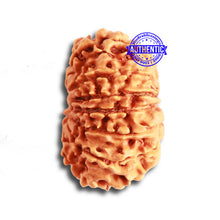 Load image into Gallery viewer, 13 Mukhi Nepalese Rudraksha - Bead No. 322