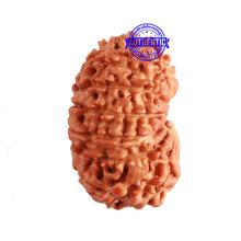 Load image into Gallery viewer, 13 Mukhi Nepalese Rudraksha - Bead No. 324