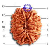 Load image into Gallery viewer, 13 Mukhi Nepalese Rudraksha - Bead No. 325