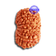 Load image into Gallery viewer, 13 Mukhi Nepalese Rudraksha - Bead No. 325
