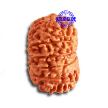 Load image into Gallery viewer, 13 Mukhi Nepalese Rudraksha - Bead No. 325