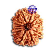 Load image into Gallery viewer, 13 Mukhi Nepalese Rudraksha - Bead No. 326