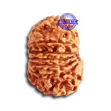 Load image into Gallery viewer, 13 Mukhi Nepalese Rudraksha - Bead No. 326