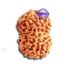 Load image into Gallery viewer, 13 Mukhi Nepalese Rudraksha - Bead No. 328