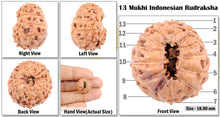 Load image into Gallery viewer, 13 mukhi Indonesian Rudraksha - Bead No. 1