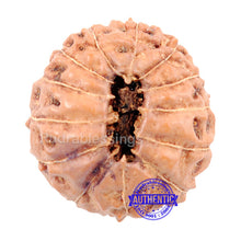 Load image into Gallery viewer, 13 mukhi Indonesian Rudraksha - Bead No. 1