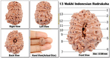 Load image into Gallery viewer, 13 mukhi Indonesian Rudraksha - Bead No. 2