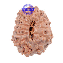 Load image into Gallery viewer, 13 mukhi Indonesian Rudraksha - Bead No. 2