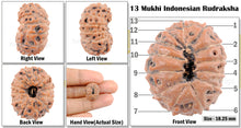 Load image into Gallery viewer, 13 mukhi Indonesian Rudraksha - Bead No. 153