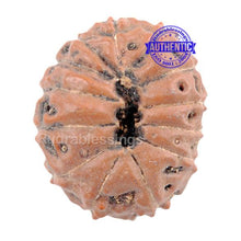 Load image into Gallery viewer, 13 mukhi Indonesian Rudraksha - Bead No. 153