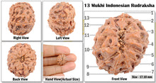 Load image into Gallery viewer, 13 mukhi Indonesian Rudraksha - Bead No. 3
