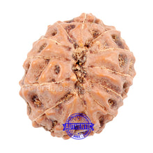 Load image into Gallery viewer, 13 mukhi Indonesian Rudraksha - Bead No. 3