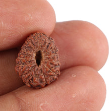 Load image into Gallery viewer, 13 Mukhi Indonesian Rudraksha - Bead No. 100