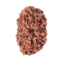 Load image into Gallery viewer, 13 Mukhi Indonesian Rudraksha - Bead No. 104
