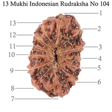 Load image into Gallery viewer, 13 Mukhi Indonesian Rudraksha - Bead No. 104