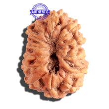 Load image into Gallery viewer, 13 Mukhi Indonesian Rudraksha - Bead No. 104
