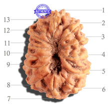 Load image into Gallery viewer, 13 Mukhi Indonesian Rudraksha - Bead No. 104