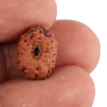 Load image into Gallery viewer, 13 Mukhi Indonesian Rudraksha - Bead No. 106