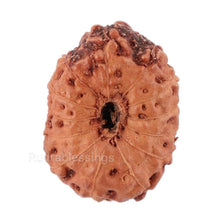 Load image into Gallery viewer, 13 Mukhi Indonesian Rudraksha - Bead No. 106