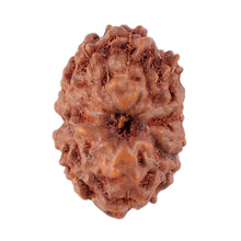 Load image into Gallery viewer, 13 Mukhi Indonesian Rudraksha - Bead No. 108