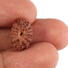 Load image into Gallery viewer, 13 Mukhi Indonesian Rudraksha - Bead No. 108