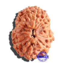 Load image into Gallery viewer, 13 Mukhi Indonesian Rudraksha - Bead No. 132A