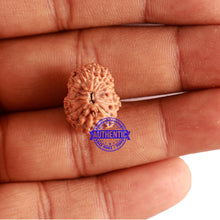 Load image into Gallery viewer, 13 Mukhi Indonesian Rudraksha - Bead No. 132A