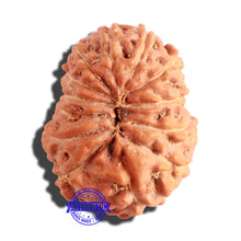 Load image into Gallery viewer, 13 Mukhi Indonesian Rudraksha - Bead No. 132A