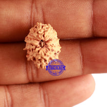 Load image into Gallery viewer, 13 Mukhi Indonesian Rudraksha - Bead No. 142