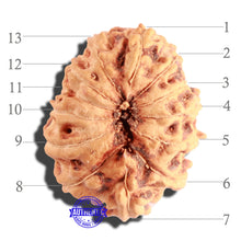 Load image into Gallery viewer, 13 Mukhi Indonesian Rudraksha - Bead No. 142