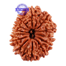 Load image into Gallery viewer, 13 Mukhi Nepalese Rudraksha - Bead No. 169