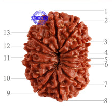 Load image into Gallery viewer, 13 Mukhi Nepalese Rudraksha - Bead No. 198