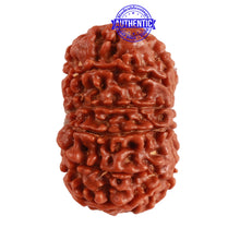 Load image into Gallery viewer, 13 Mukhi Nepalese Rudraksha - Bead No. 198