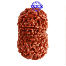 Load image into Gallery viewer, 13 Mukhi Nepalese Rudraksha - Bead No. 198