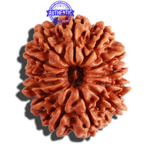 Load image into Gallery viewer, 13 Mukhi Nepalese Rudraksha - Bead No. 202
