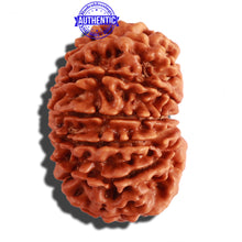 Load image into Gallery viewer, 13 Mukhi Nepalese Rudraksha - Bead No. 202