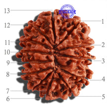 Load image into Gallery viewer, 13 Mukhi Nepalese Rudraksha - Bead No. 204