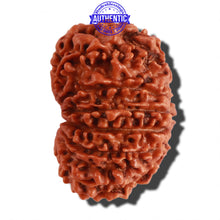 Load image into Gallery viewer, 13 Mukhi Nepalese Rudraksha - Bead No. 204