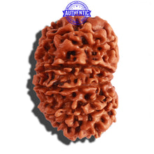 Load image into Gallery viewer, 13 Mukhi Nepalese Rudraksha - Bead No. 204