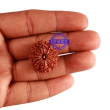 Load image into Gallery viewer, 13 Mukhi Nepalese Rudraksha - Bead No. 206
