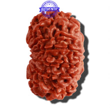 Load image into Gallery viewer, 13 Mukhi Nepalese Rudraksha - Bead No. 206