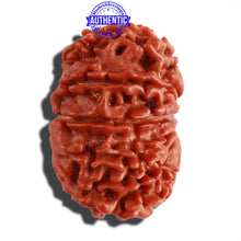 Load image into Gallery viewer, 13 Mukhi Nepalese Rudraksha - Bead No. 206