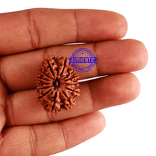 Load image into Gallery viewer, 13 Mukhi Nepalese Rudraksha - Bead No. 208