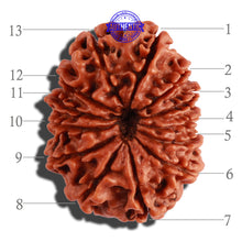 Load image into Gallery viewer, 13 Mukhi Nepalese Rudraksha - Bead No. 208
