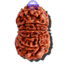 Load image into Gallery viewer, 13 Mukhi Nepalese Rudraksha - Bead No. 208