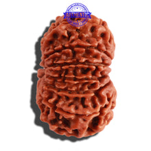 Load image into Gallery viewer, 13 Mukhi Nepalese Rudraksha - Bead No. 208